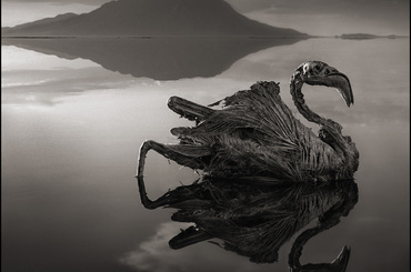 Aleja gwiazd: Nick Brandt i dzika natura