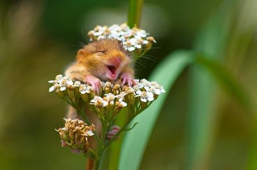 Zobaczcie zwycięskie zdjęcia Comedy Wildlife Photography Awards 2017 - czyli najzabawniejsze fotografie zwierząt!