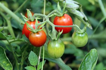 Jak uprawiać pomidory - wymagania uprawowe i klimatyczne