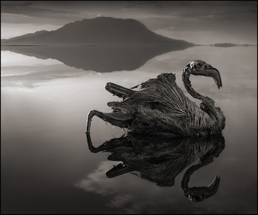 PETRIFIED FLAMINGO, LAKE NATRON, 2010