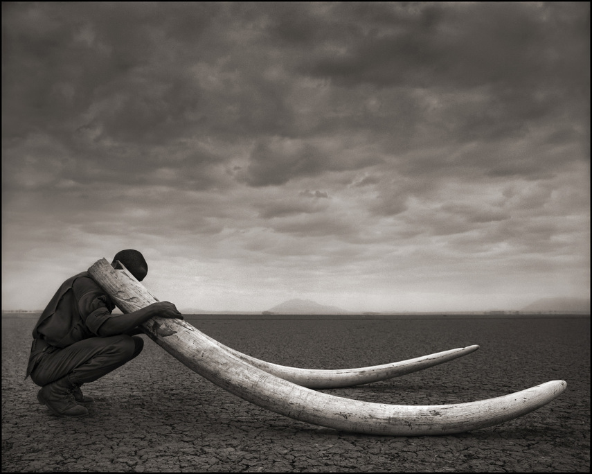 Ranger with Tusks of Killed Elephant