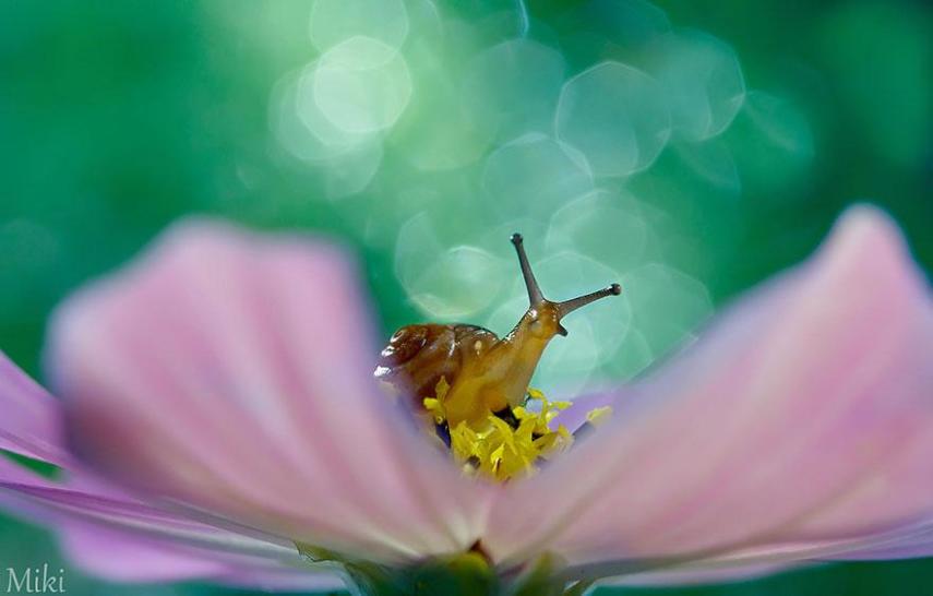 macro-photography-miki-asai-15