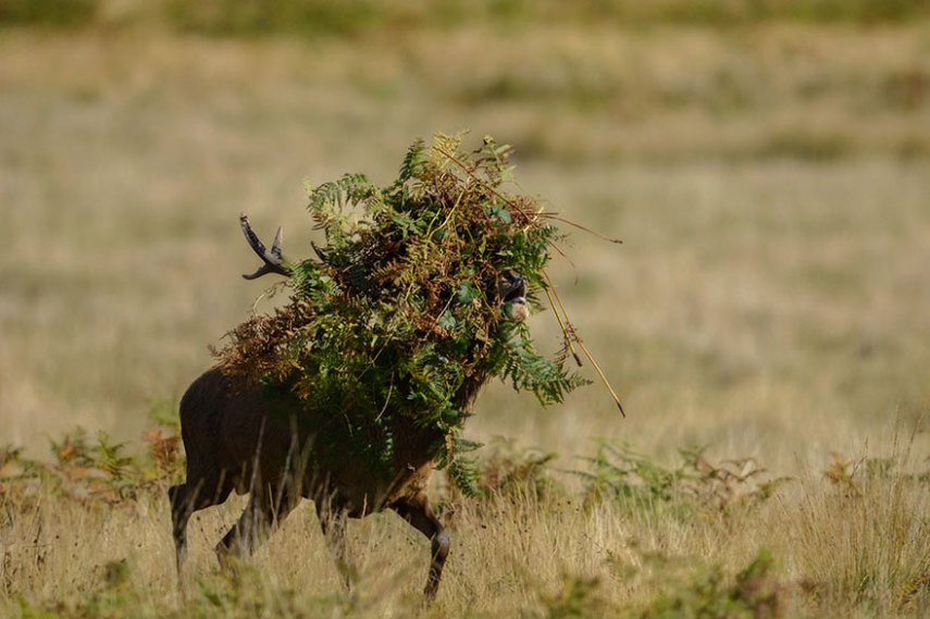 comedy-wildlife-photography-awards-shortlist-2016-29-57fb40d01acca__880