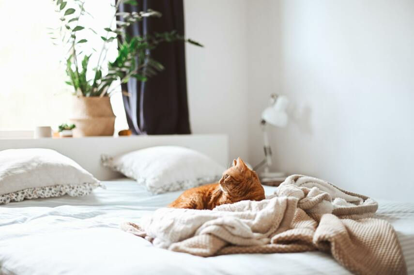 Jasna sypialnia z wygodnym łóżkiem z piankowym materacem z białą pościelą i kocykiem, na którym leży rudy kot