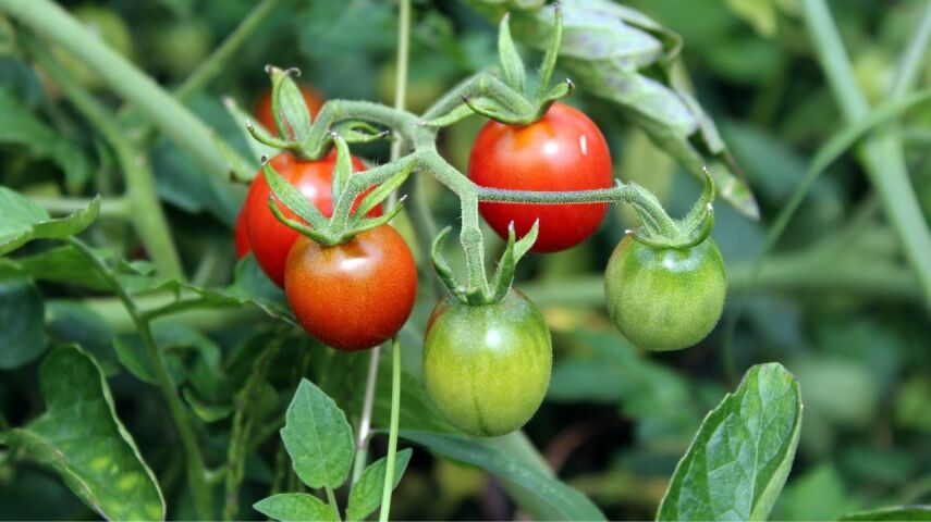 Zielony krzaczek z czerwonymi pomidorkami koktajlowymi